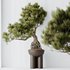 Indoor plants set 107 Bonsai Pinus Pentaphylla Thunbergii - Thumbnail 5
