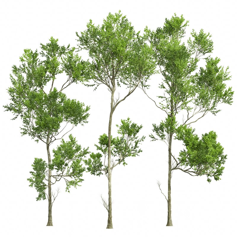 spring trees Fagus Grandifolia and Acer Pseudoplatanus Image 3