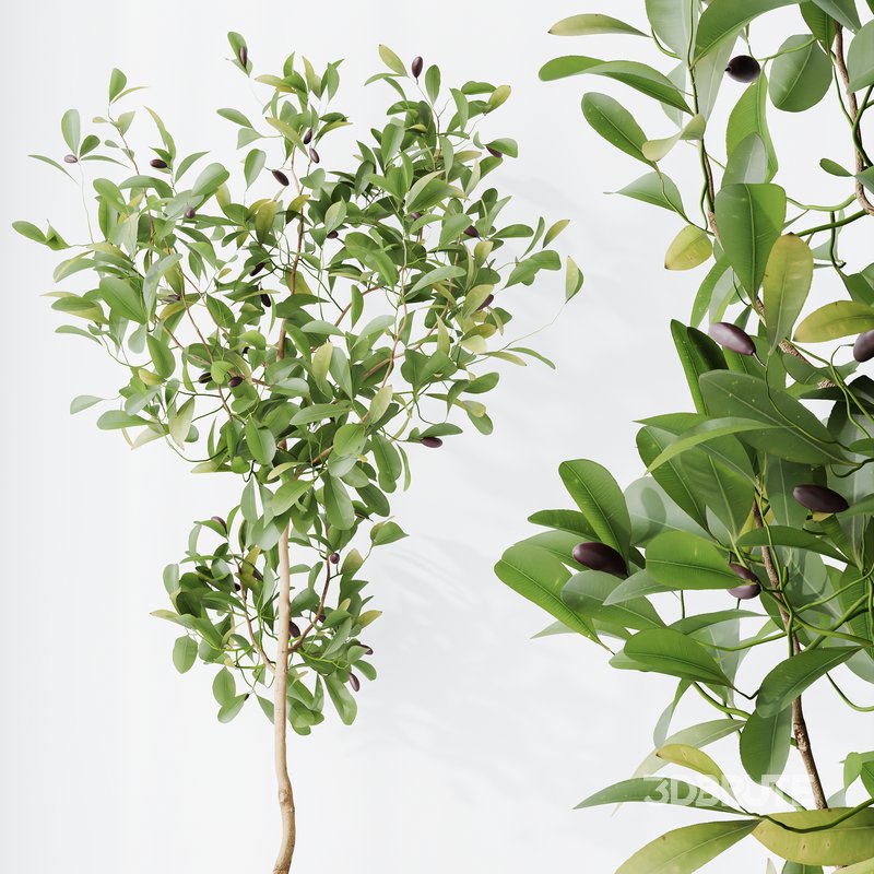 Indoor plants set 114 Spineless Yucca and Ravenala Banana Strelitzia Image 6