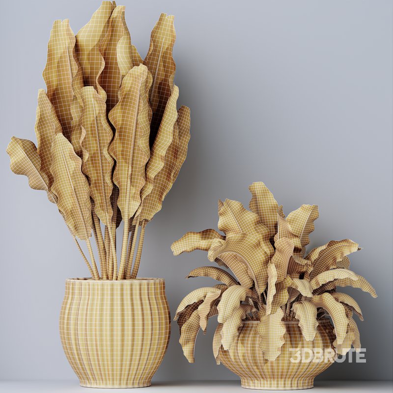 HQ HousePlants Ravenala Banana Strelitzia Nicolai Bird Of Paradise Set03 Image 5