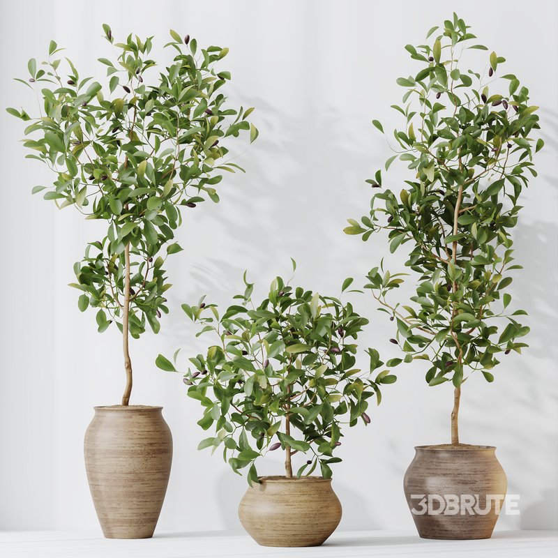 HQ HousePlants Briful Pachira Aquatica Grand Artificiel Set02 Image 5