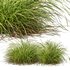 Libertia Grandiflora Grass and Carex Elata Aurea Grass - Thumbnail 7