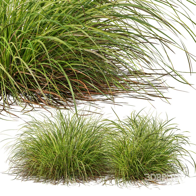 Libertia Grandiflora Grass and Carex Elata Aurea Grass Image 7