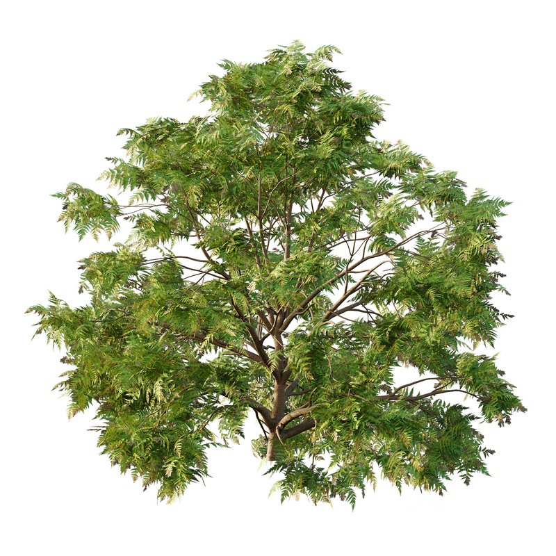 Cypress Bush 05 Image 4