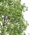 spring trees Fagus Sylvatica - Thumbnail 10