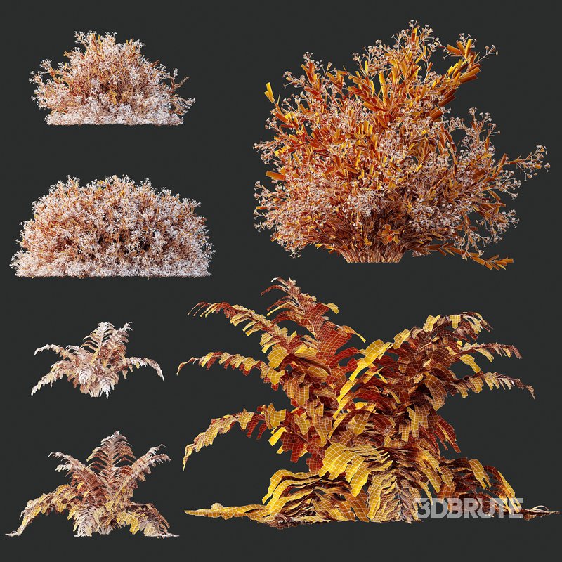 spring bush Macrothelypteris OligoPhlebia Torresiana Fern Image 4