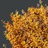 Ligustrum Ovalifolium Argenteum Aureum - Thumbnail 5