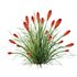 HQ Plants Kniphofia Caulescens Poco Tritoma Hot Poker Orange Yellow Red - Thumbnail 5