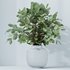 Indoor plants set 110 Eucalyptus Bouquet and Ficus Beliza - Thumbnail 5