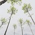 spring trees Acer Pseudoplatanus and Alnus Glutinosa - Thumbnail 4