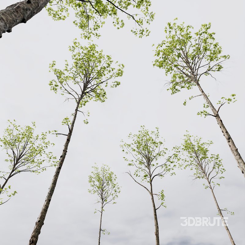 spring trees Acer Pseudoplatanus and Alnus Glutinosa Image 4