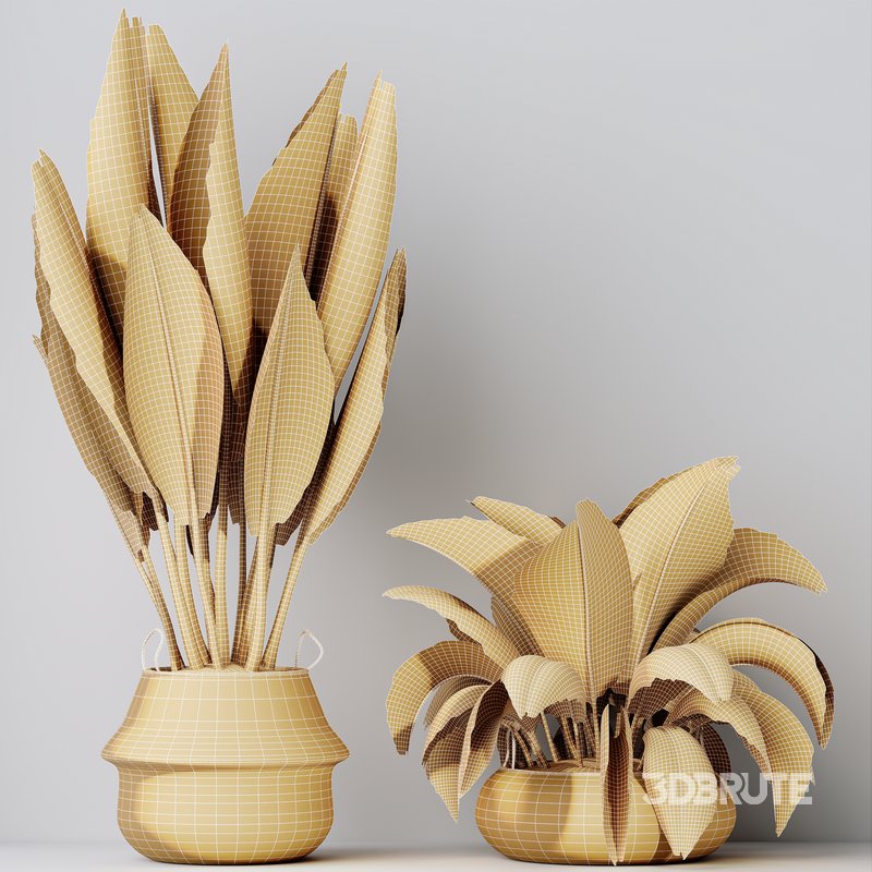 HQ HousePlants Ravenala Banana Strelitzia Nicolai Bird Of Paradise Set04 Image 4