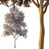 fraxinus excelsior Tree03 - Thumbnail 4