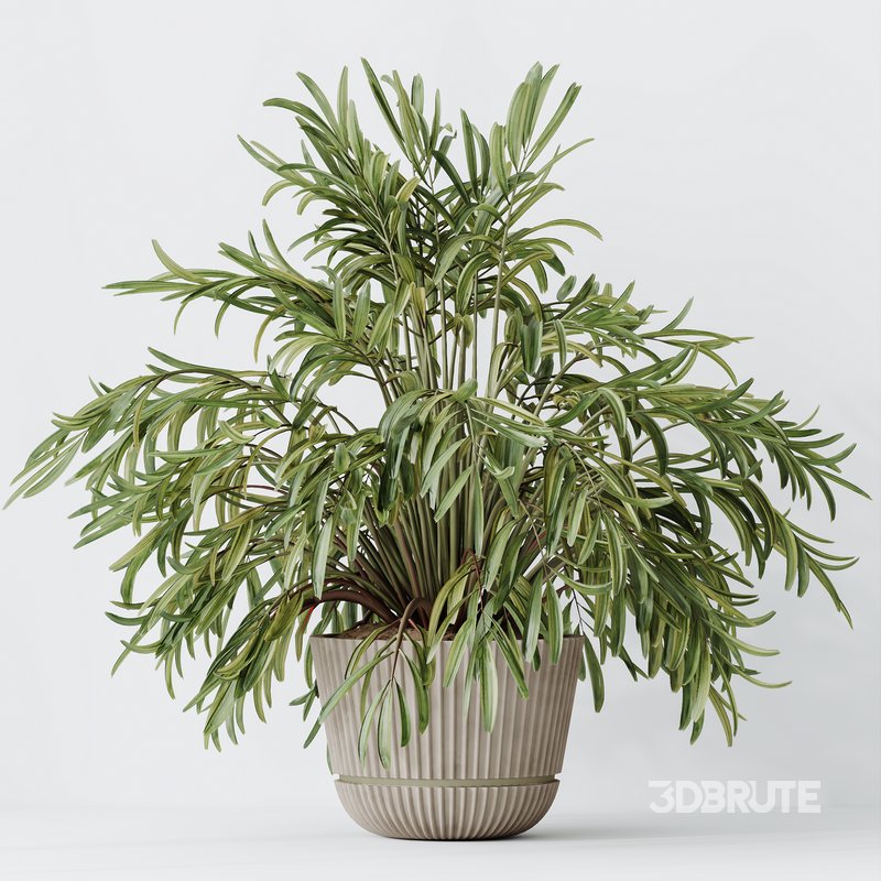 Indoor plants set 109 Dypsis Lutescens Areca Palm and Mission Kalamata Chemlali Olive Image 4