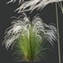 HQ Plants European Feather Stipa Pennata Grass - Thumbnail 5