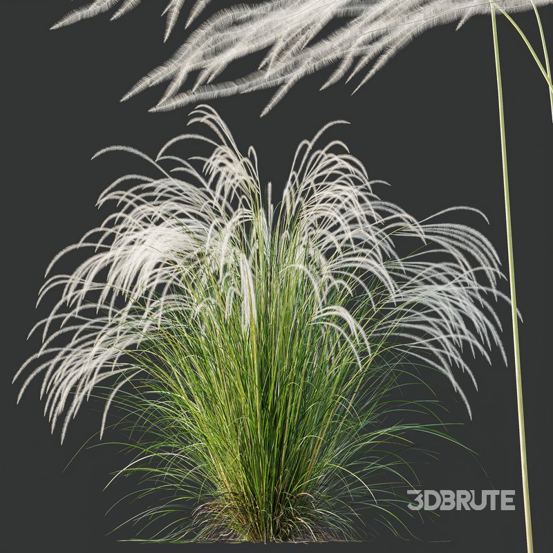 HQ Plants European Feather Stipa Pennata Grass Image 5
