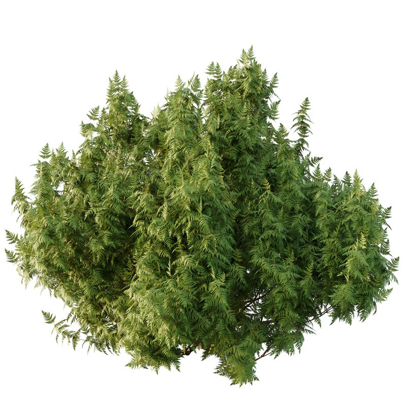 Cypress Bush 07 Image 3