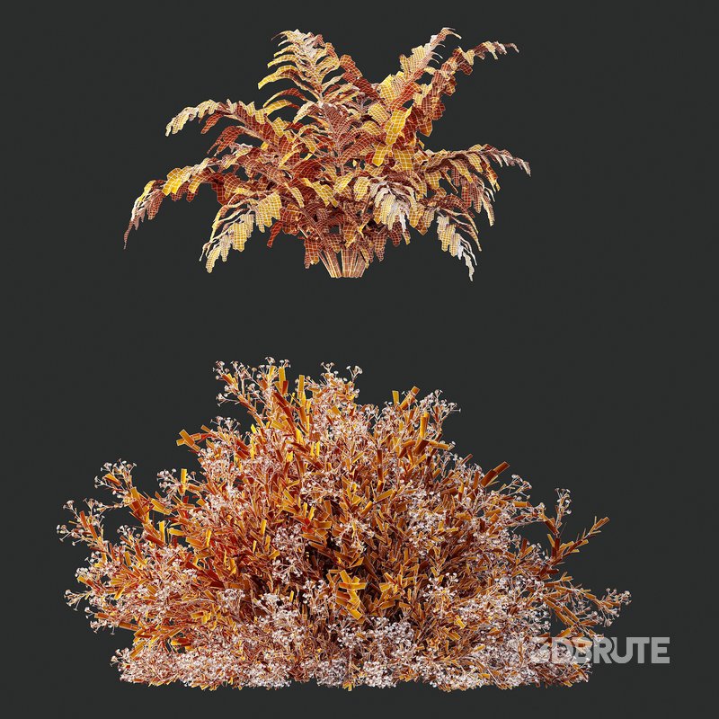 spring bush Macrothelypteris OligoPhlebia Torresiana Fern Image 6