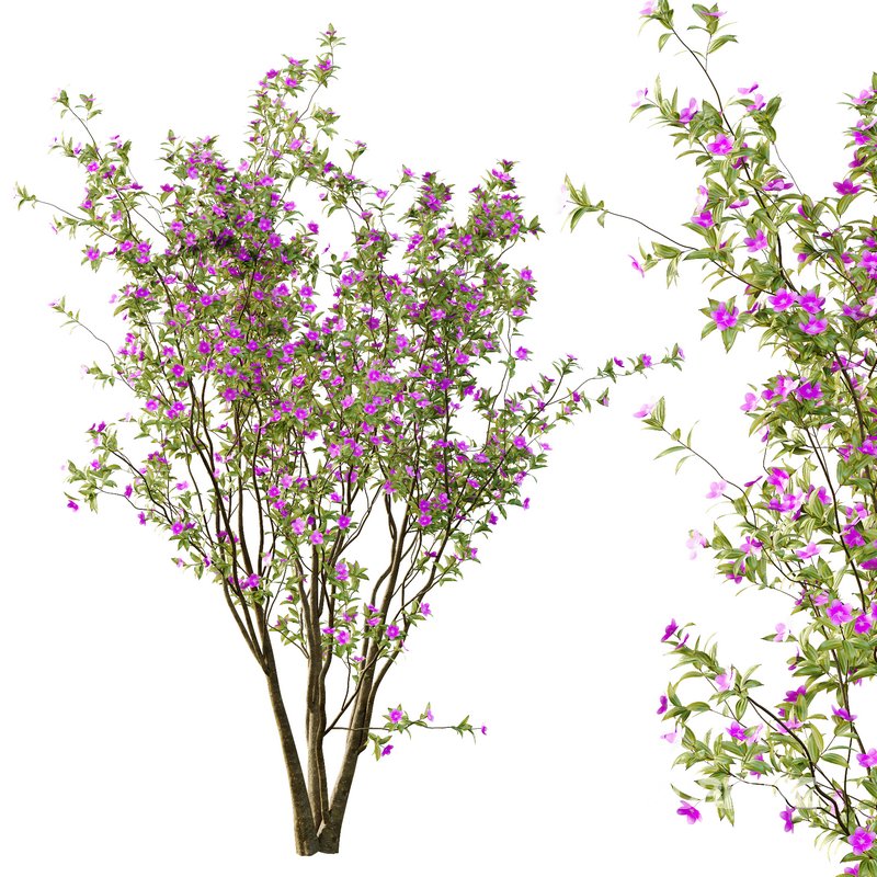 Tibouchina Semidecandra Tree02 Image 6