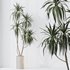 Indoor plants set 108 Dracaena Warneckii Lemon Lime and Mission Olive Tree - Thumbnail 5