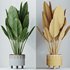 Indoor plants set 110 Eucalyptus Bouquet and Ficus Beliza - Thumbnail 6