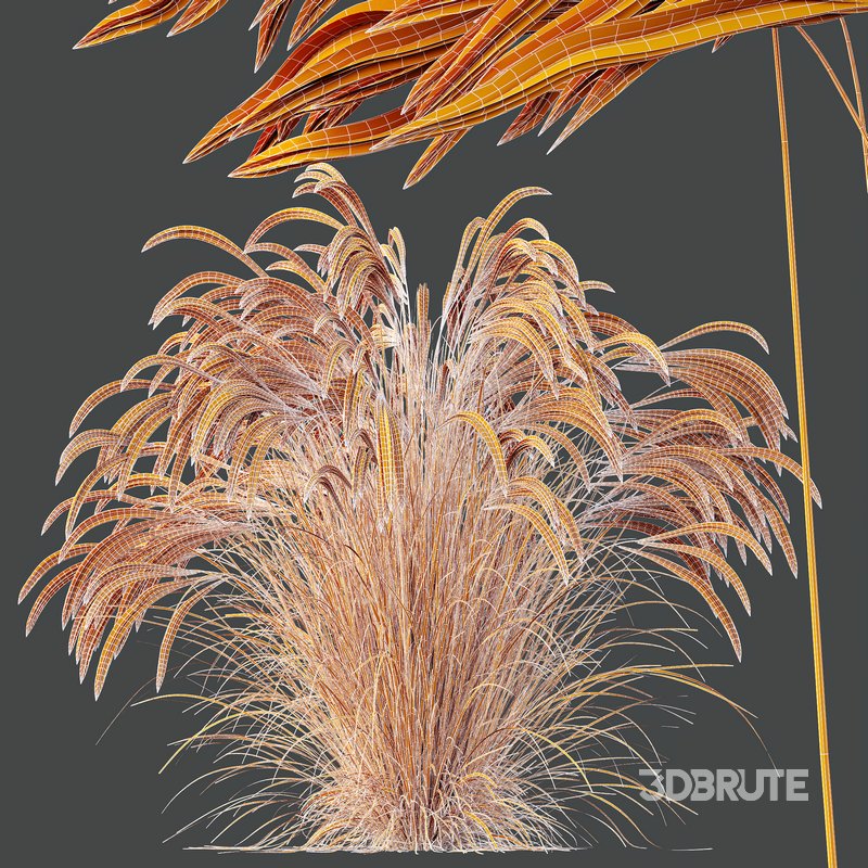 HQ Plants European Feather Stipa Pennata Grass Image 6