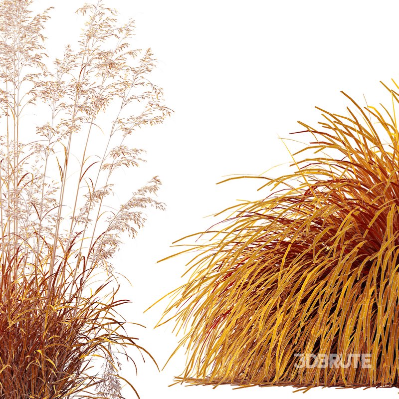 Celtica Gigantea Stipa Golden Oats and Carex Elata Aurea Grass Image 6