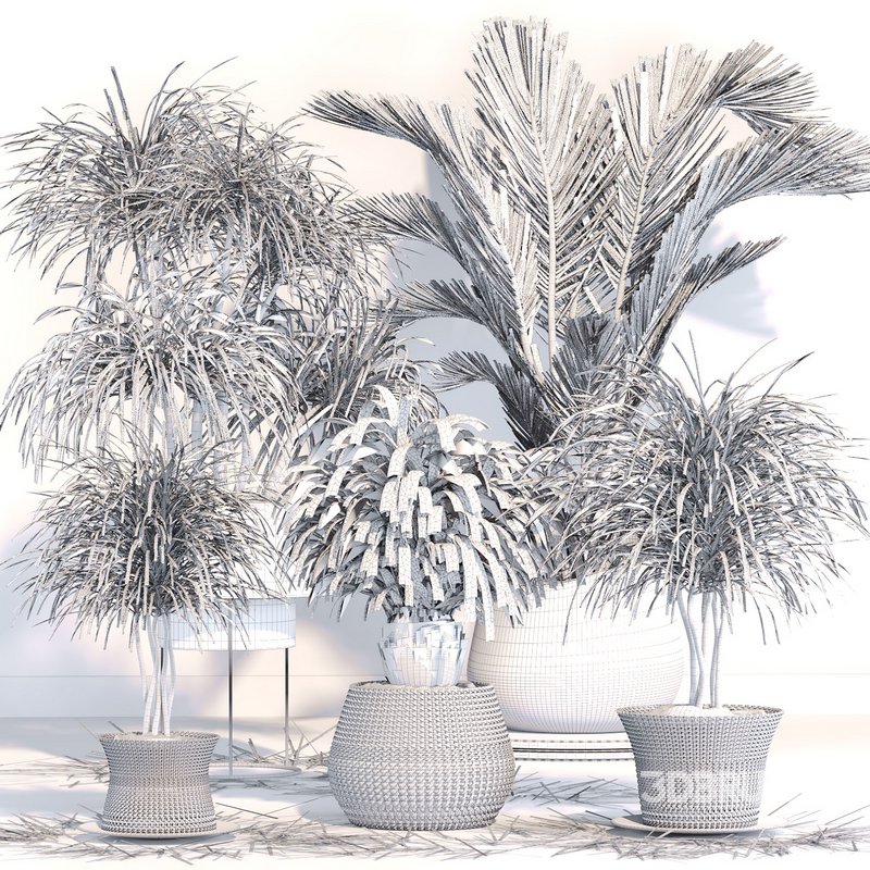 PALM PLANT SET 02 Image 4