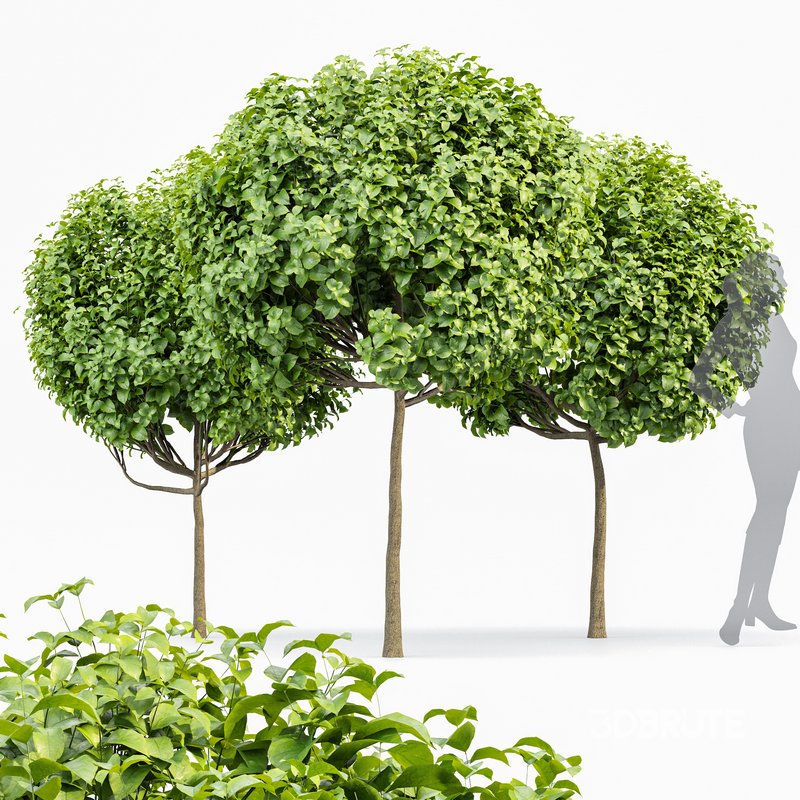 Catalpa Bignonioides Nana Indian Bean and Rocky Mountain Juniper Image 6