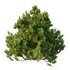 Cypress Bush 06 - Thumbnail 5
