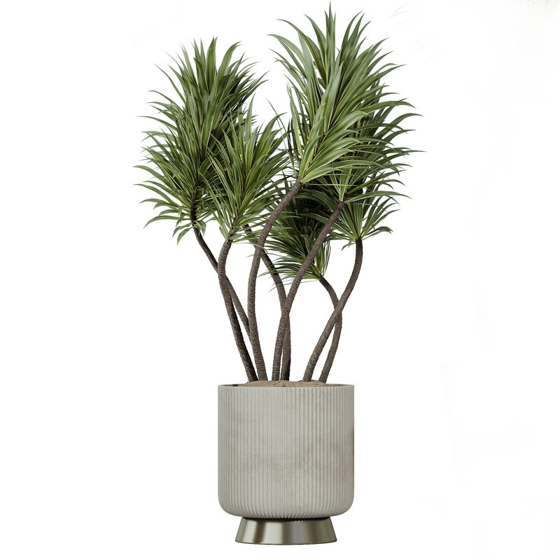 Indoor plants set 114 Spineless Yucca and Ravenala Banana Strelitzia Image 5