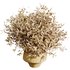 HQ HousePlants Beech Olea Europaea Olive Eucalyptu Joyplants Mini Fig Set03 - Thumbnail 6