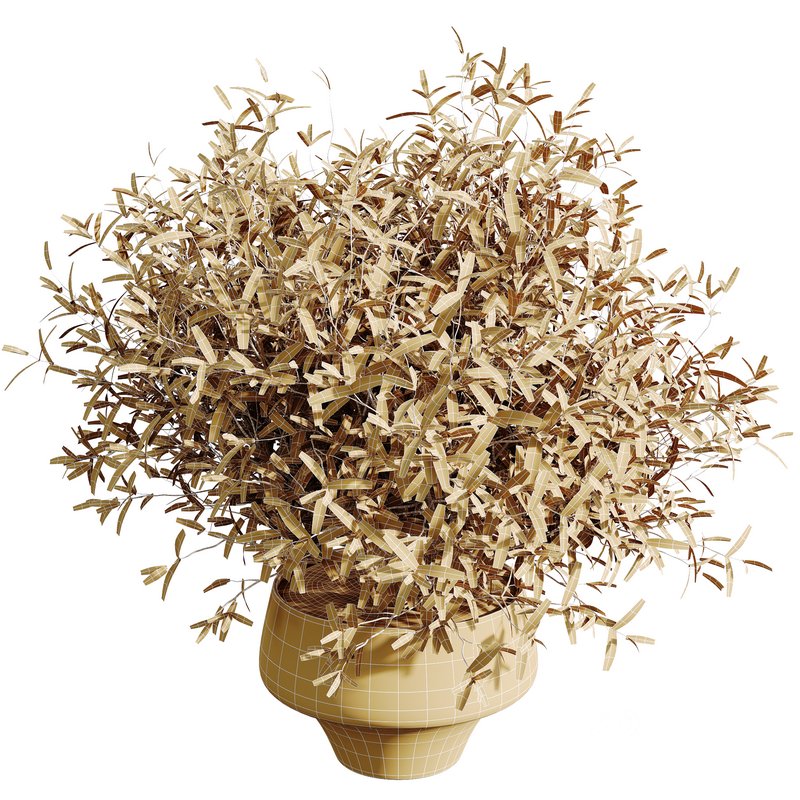 HQ HousePlants Beech Olea Europaea Olive Eucalyptu Joyplants Mini Fig Set03 Image 6