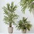 Indoor plants set 109 Dypsis Lutescens Areca Palm and Mission Kalamata Chemlali Olive - Thumbnail 6