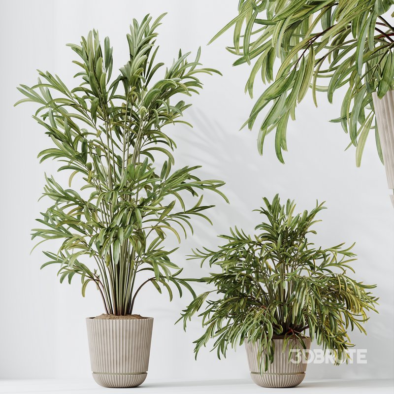 Indoor plants set 109 Dypsis Lutescens Areca Palm and Mission Kalamata Chemlali Olive Image 6