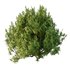 Cypress Bush 07 - Thumbnail 5