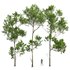spring trees Celtis Australis and Fagus Grandifolia - Thumbnail 7