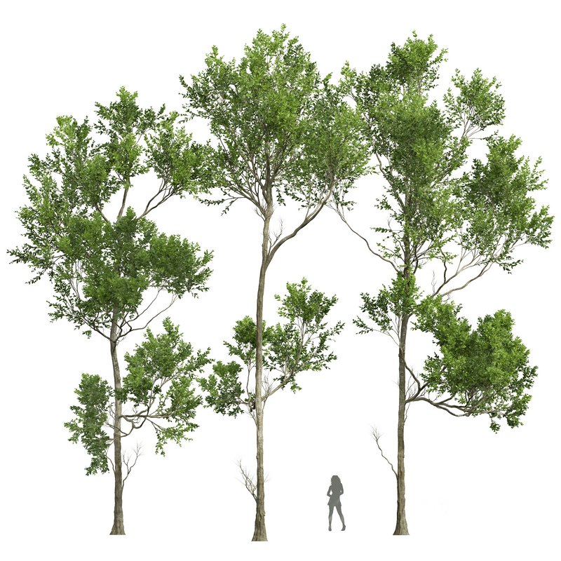 spring trees Celtis Australis and Fagus Grandifolia Image 7