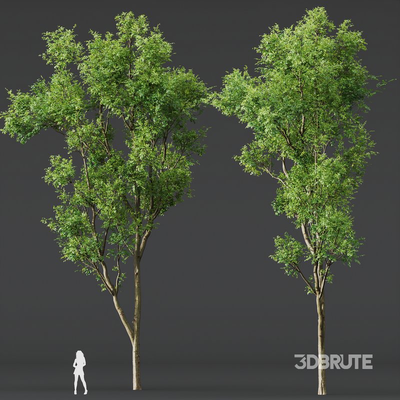 spring trees Celtis Australis and Fagus Sylvatica Image 6