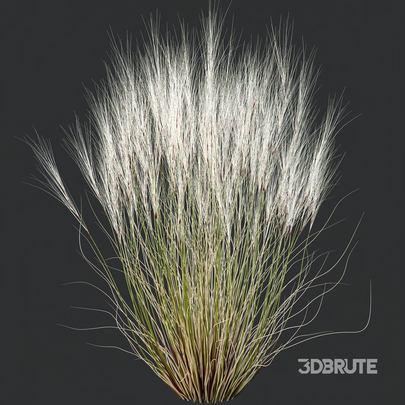 Stipa Tenuissima Ostnica Mocna Pony Tails and Molinia Caerulea Heidebraut Kleines Pfeifengras Image 4