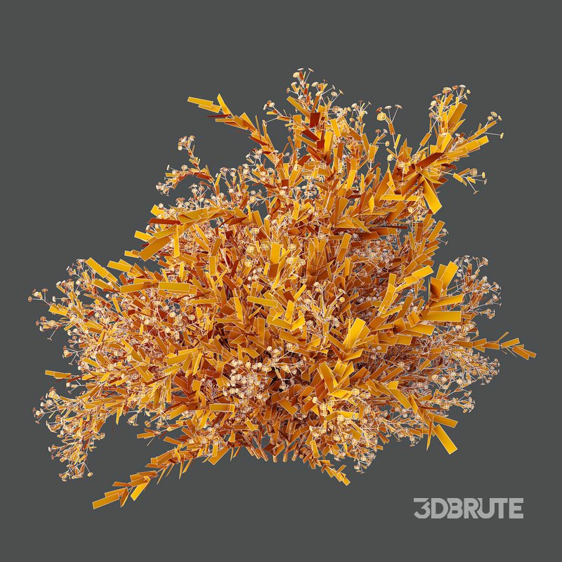 spring bush Macrothelypteris OligoPhlebia Torresiana Fern and Gypsophila Image 7