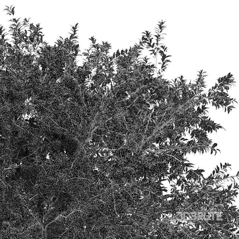 summer trees Water gum and Carpinus Betulus Image 6