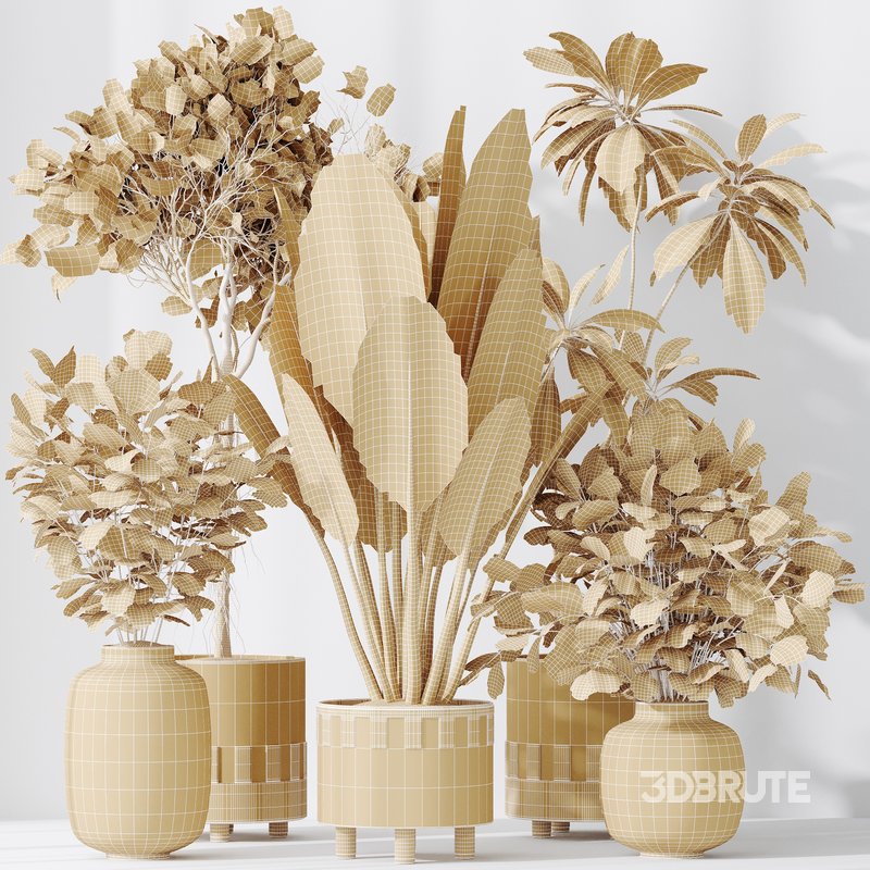 Indoor plants set 110 Eucalyptus Bouquet and Ficus Beliza Image 7