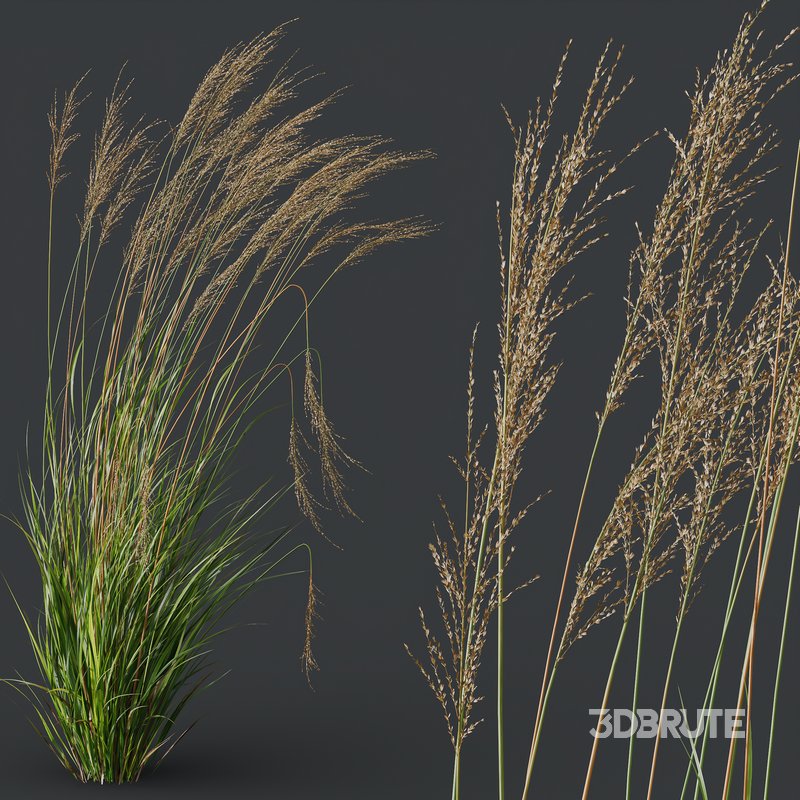 Stipa Tenuissima Ostnica Mocna Pony Tails and Molinia Caerulea Heidebraut Kleines Pfeifengras Image 6