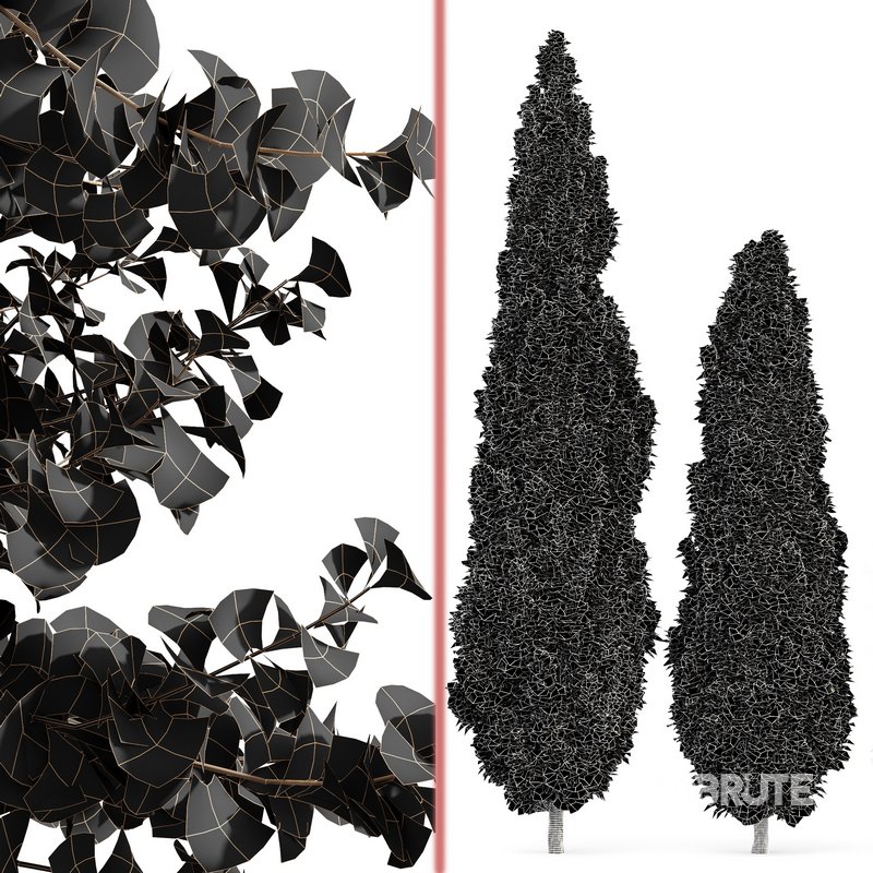 spring trees Maidenhair Ginkgo Biloba and Mediterranean Cypress Image 7