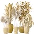 Indoor plants set 114 Spineless Yucca and Ravenala Banana Strelitzia - Thumbnail 8