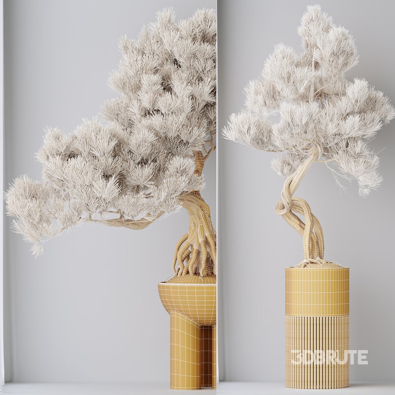 Indoor plants set 107 Bonsai Pinus Pentaphylla Thunbergii Image 7