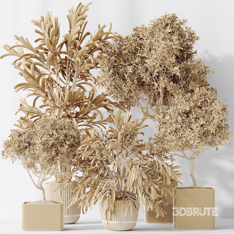 Indoor plants set 109 Dypsis Lutescens Areca Palm and Mission Kalamata Chemlali Olive Image 5