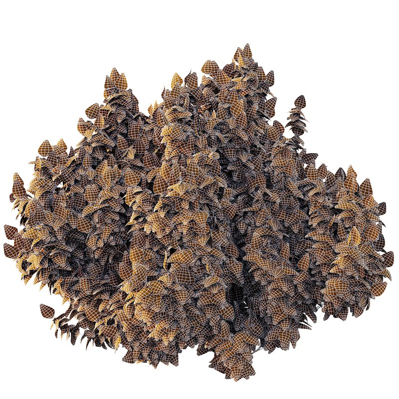 Cypress Bush 07 Image 7