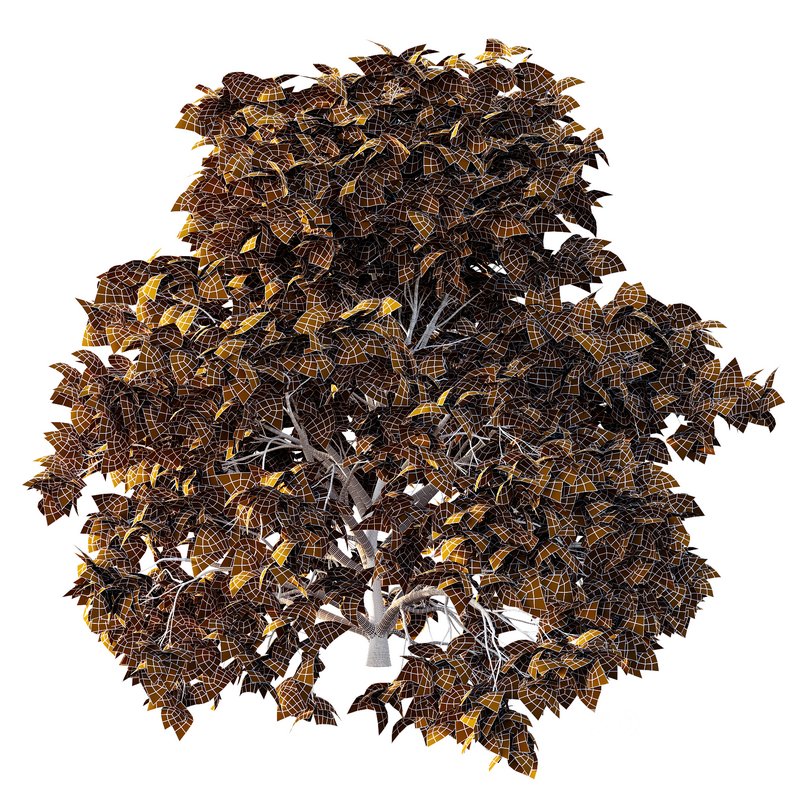 Cypress Bush 05 Image 7